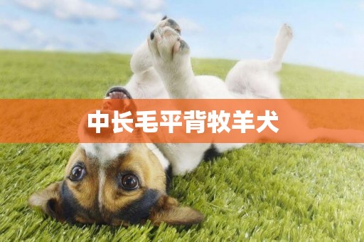 中长毛平背牧羊犬